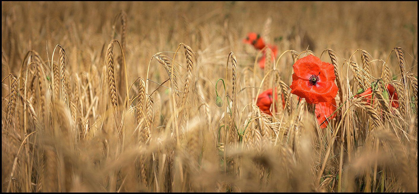 a poppy among a cereal crop in high summer