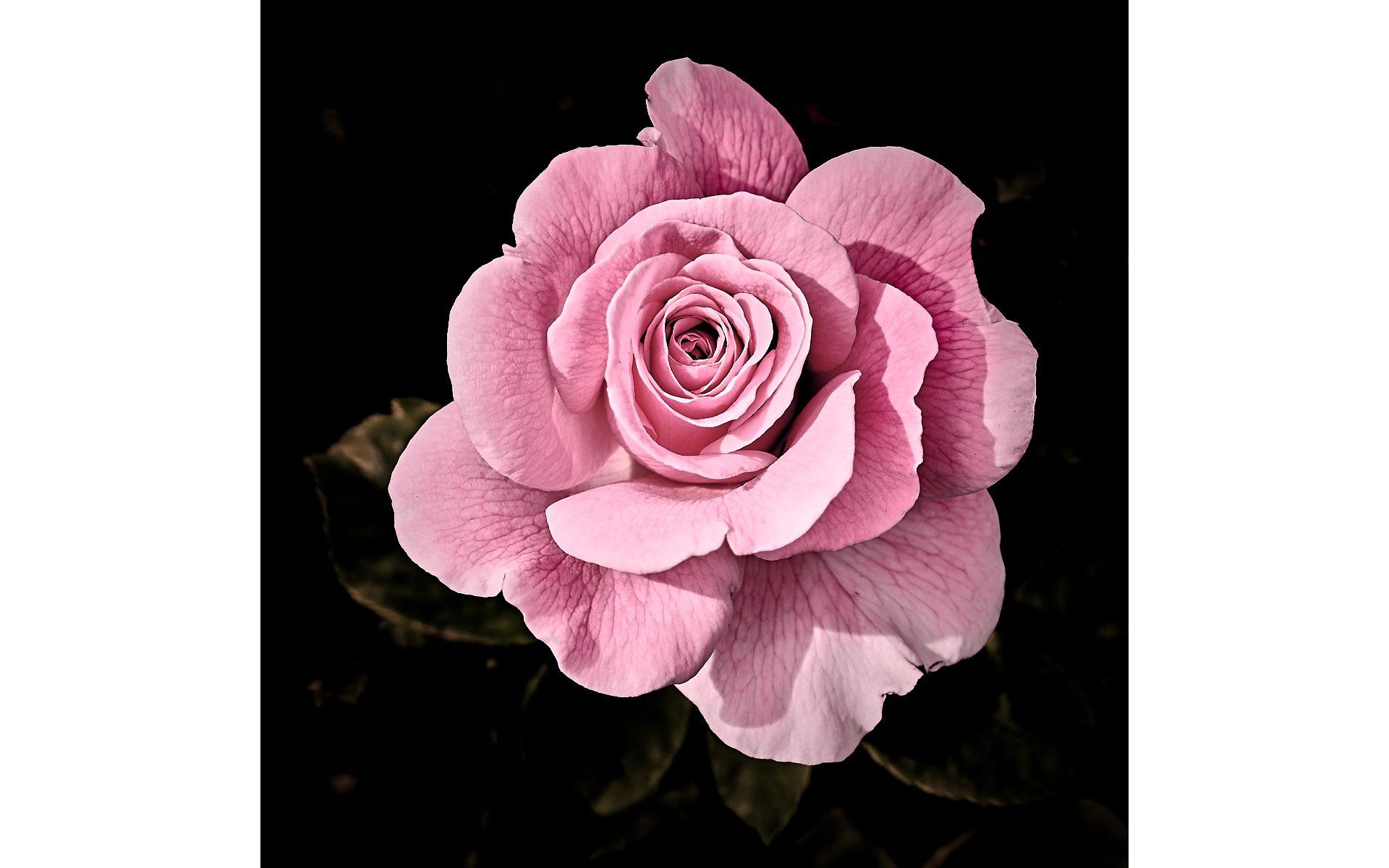 a pink rose
