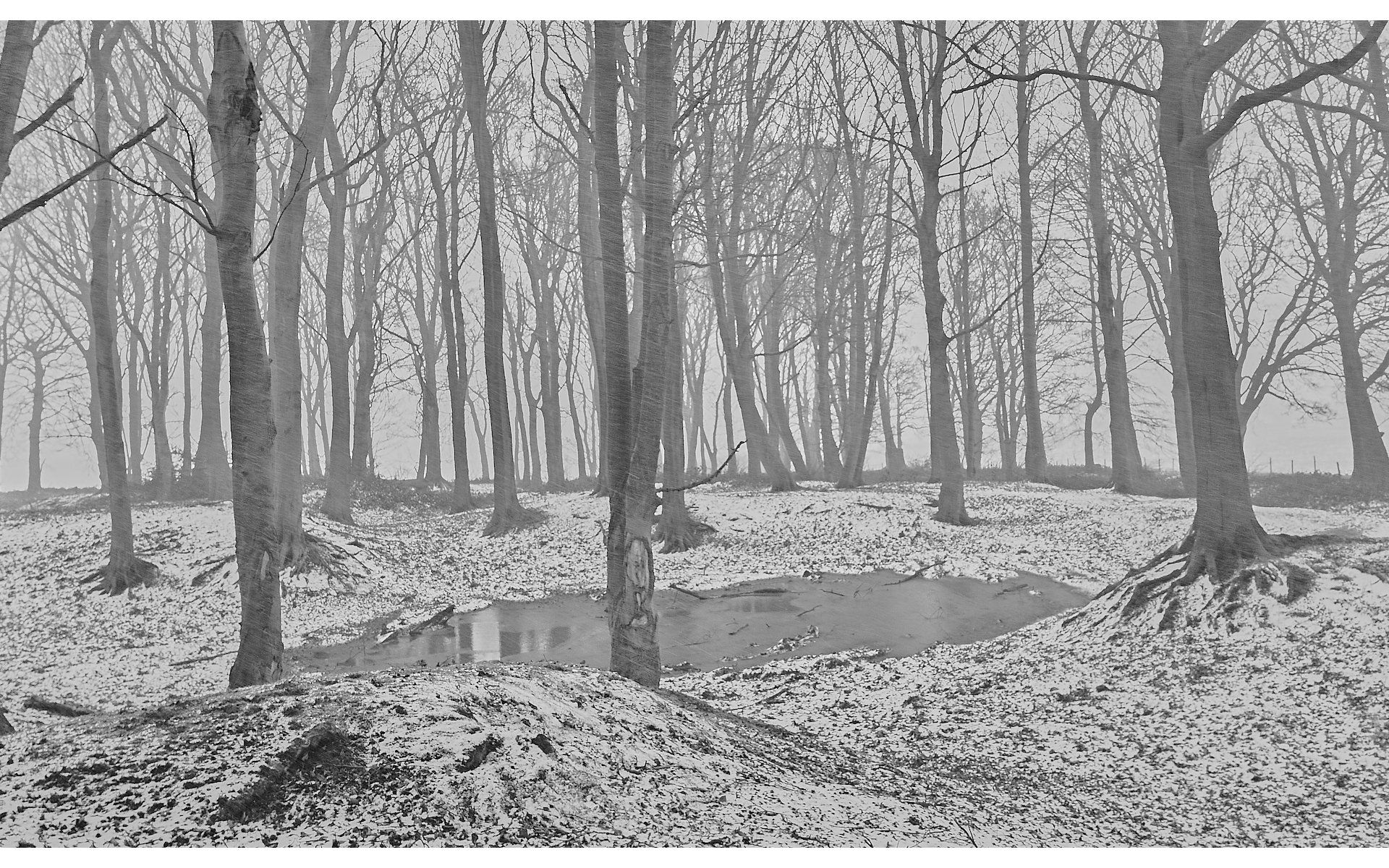 a snowy day in cow pasture wood