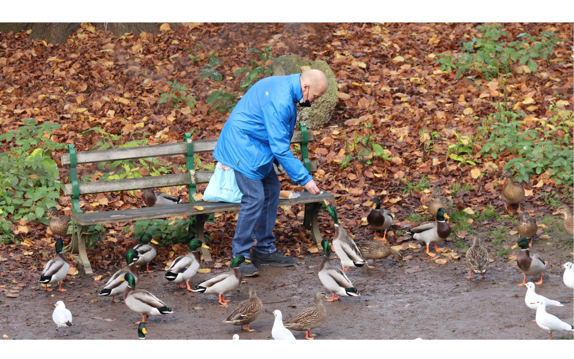 a man feeding the ducks