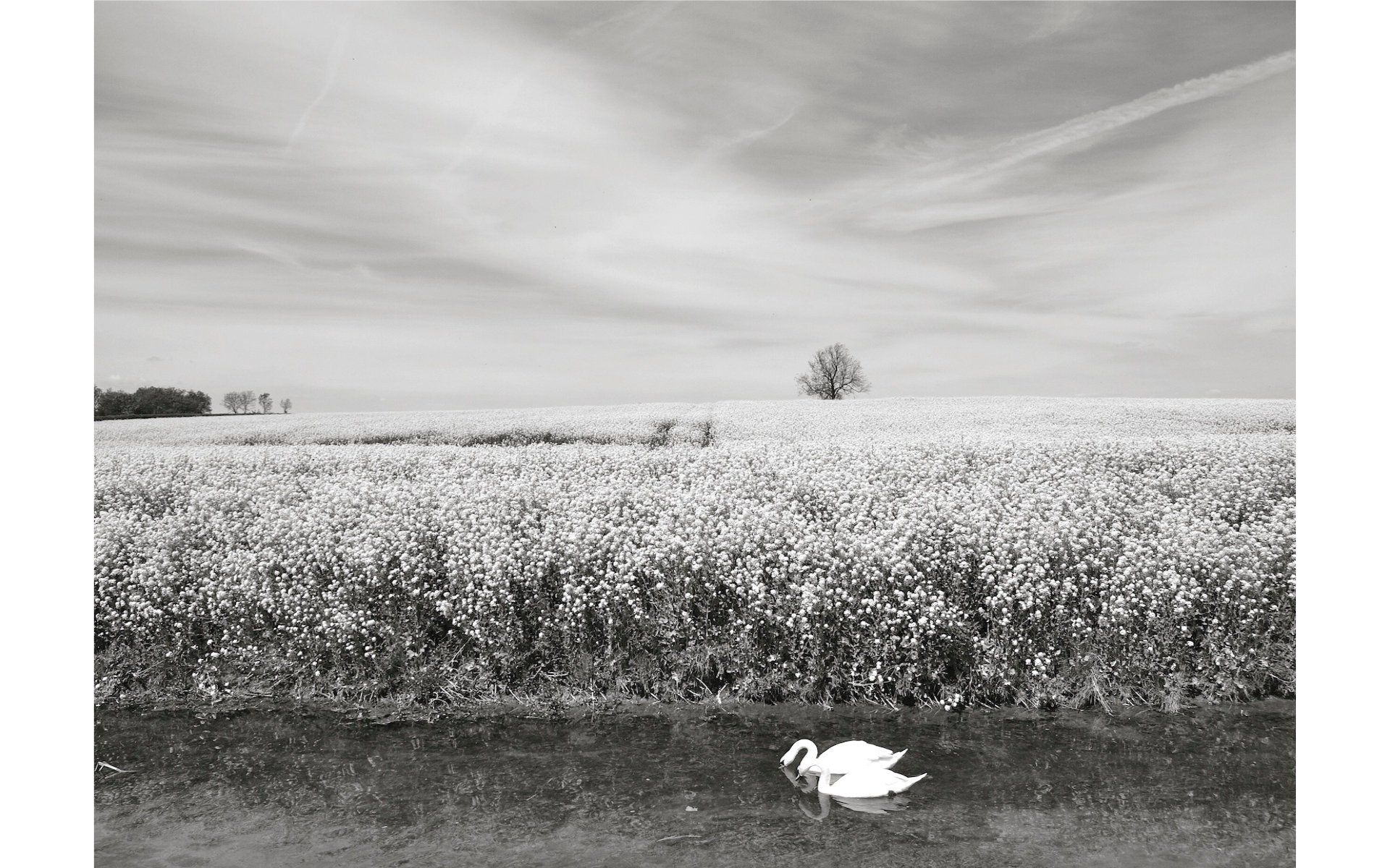 a monochrome image of two swans on the canal