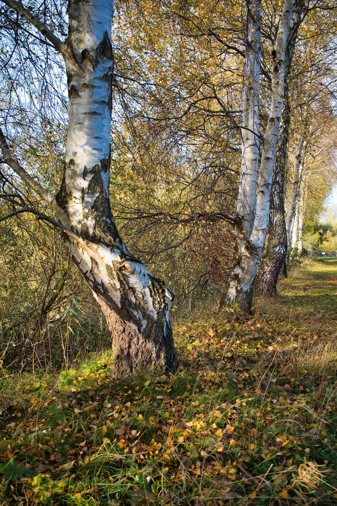 a line of silver birch trees