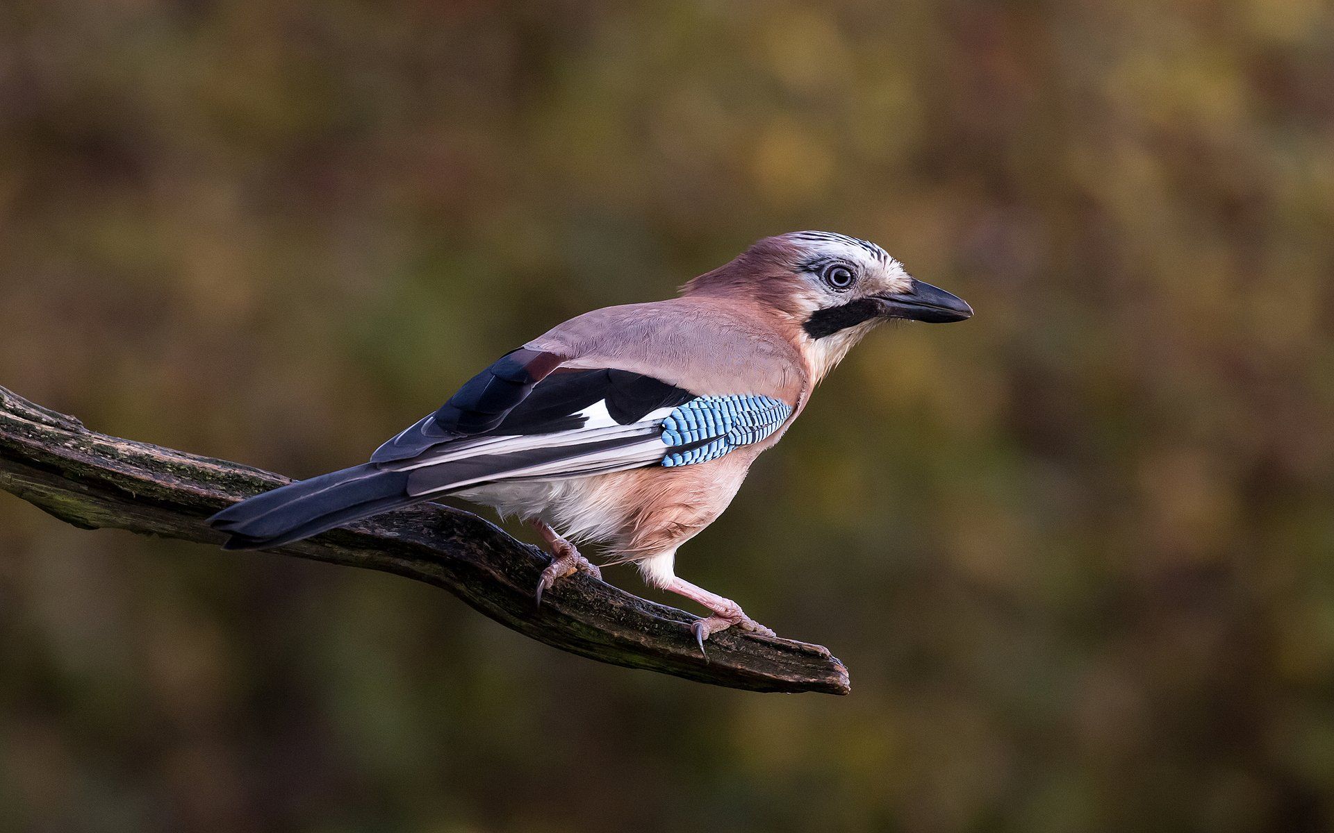 a jay on a branch in morning light