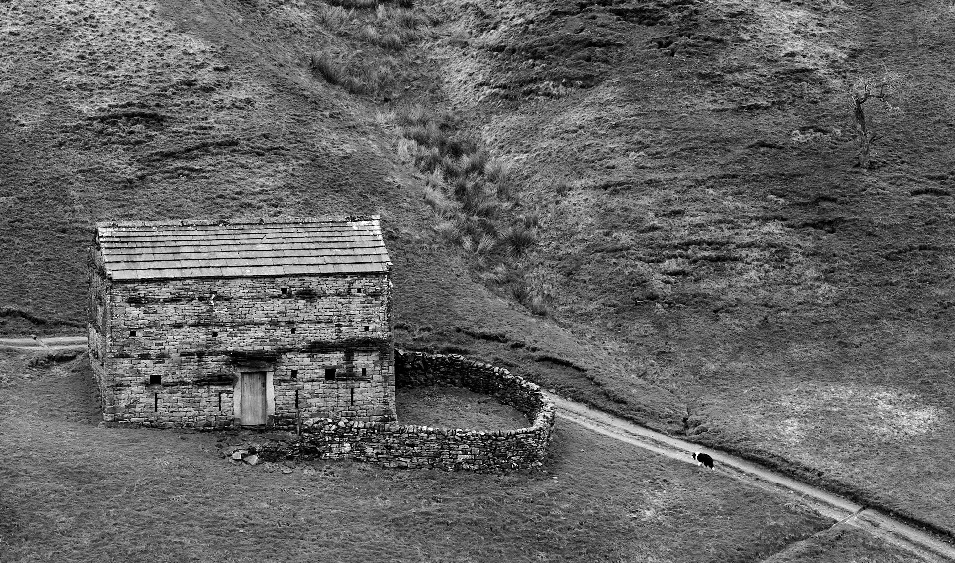 a sheep dog running up the road to a stone barn
