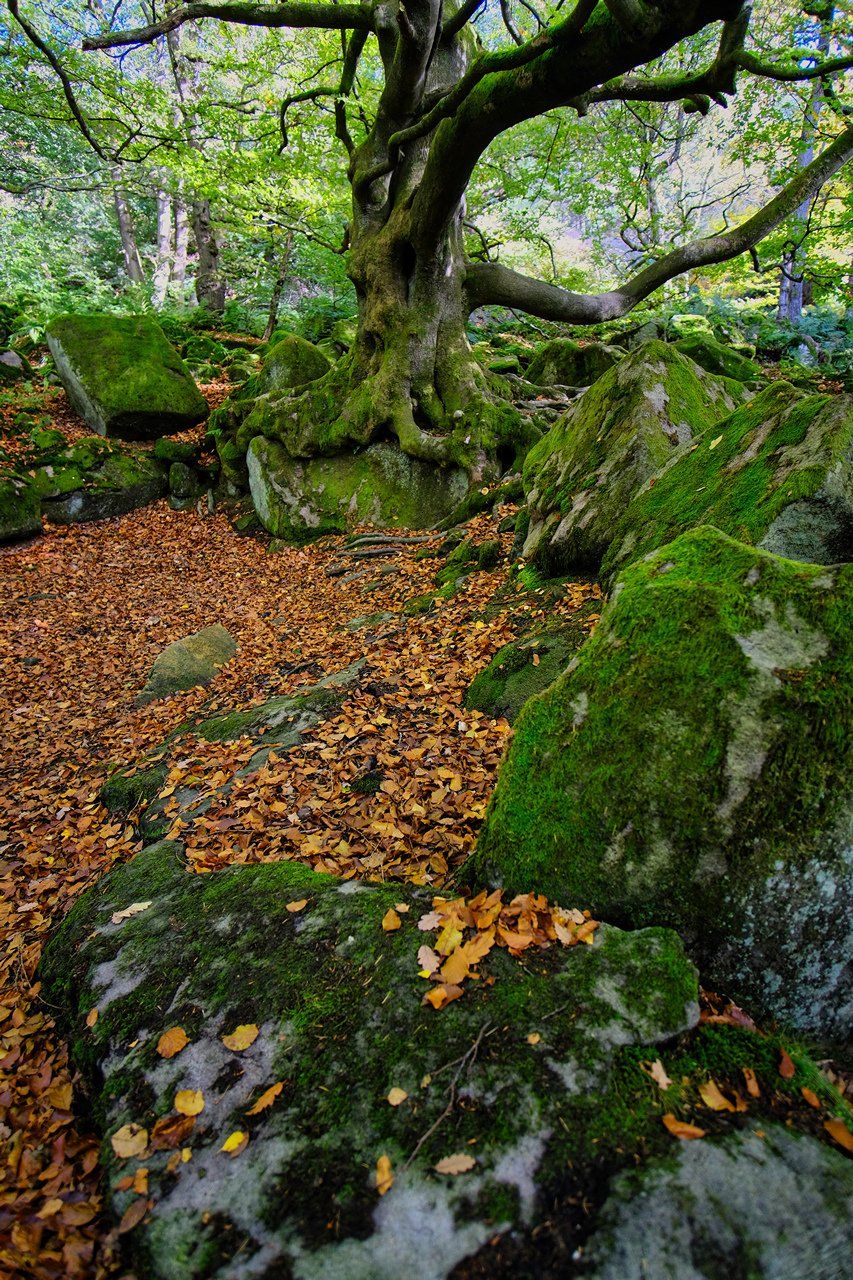 autumn woodland in the peak district