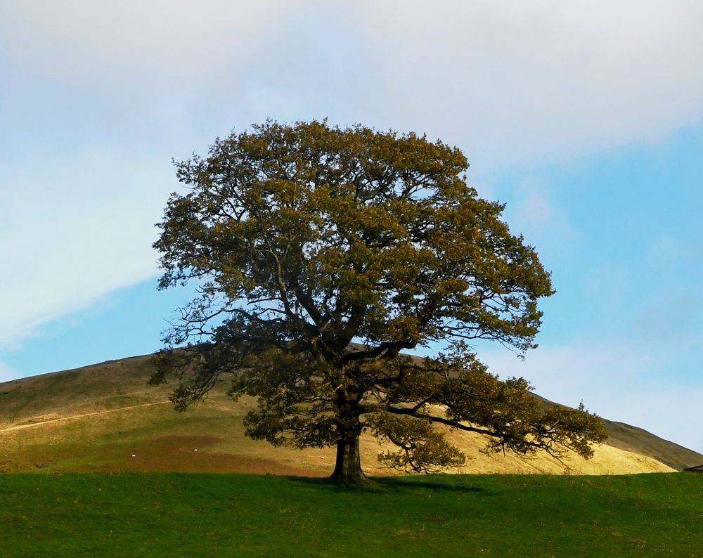 a lone tree on a hillside