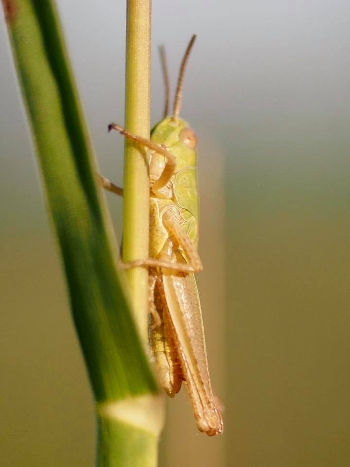 lincolnshire wolds grasshopper
