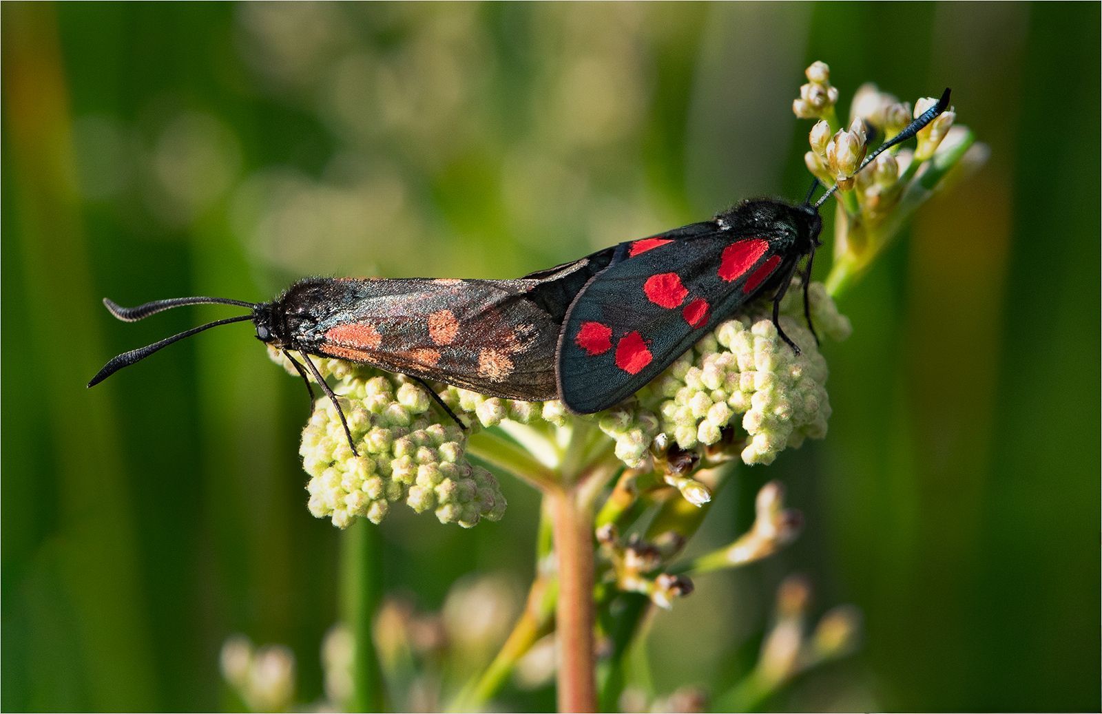 Burnet Moths Mating