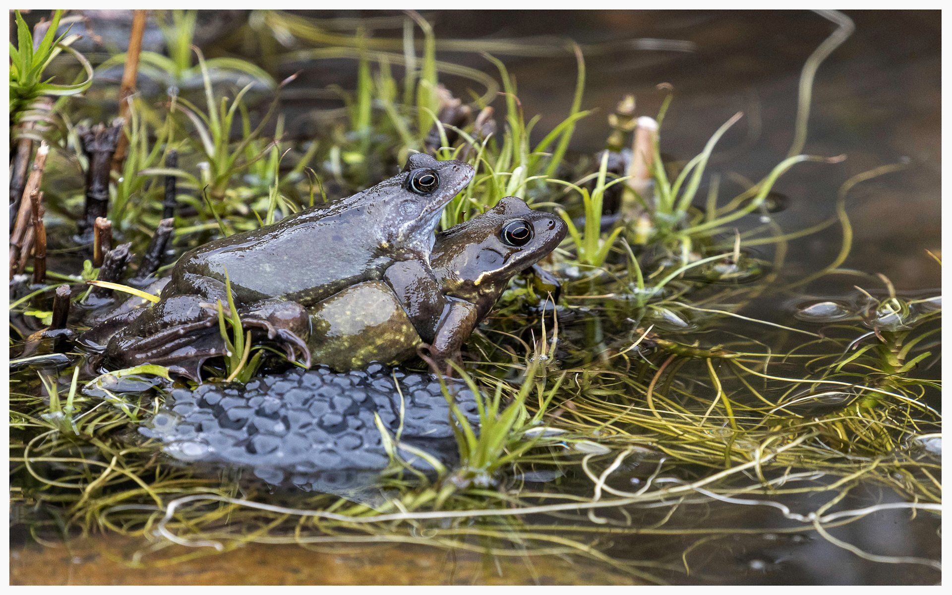 a pair of mating frogs