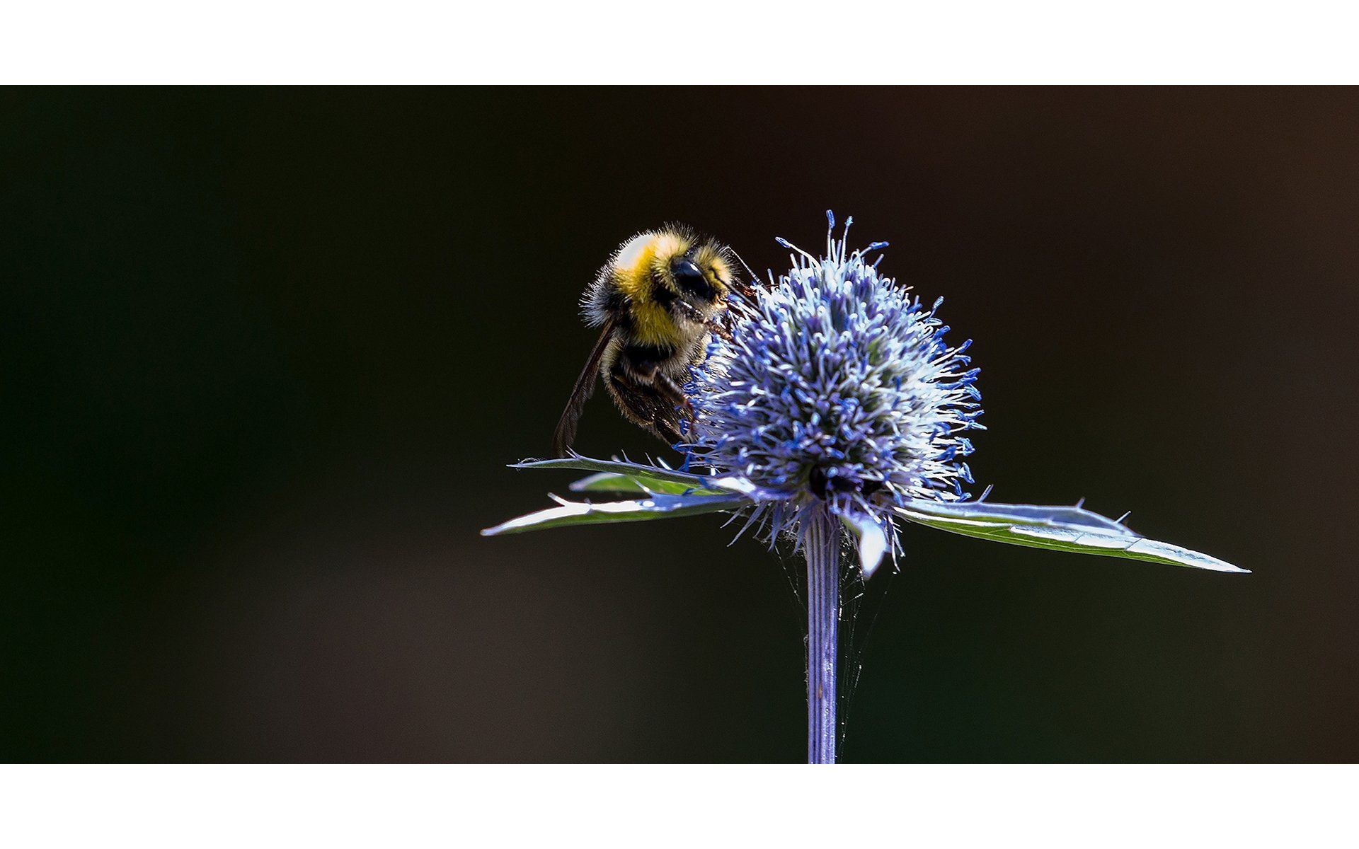 a bee on a sea holly plant