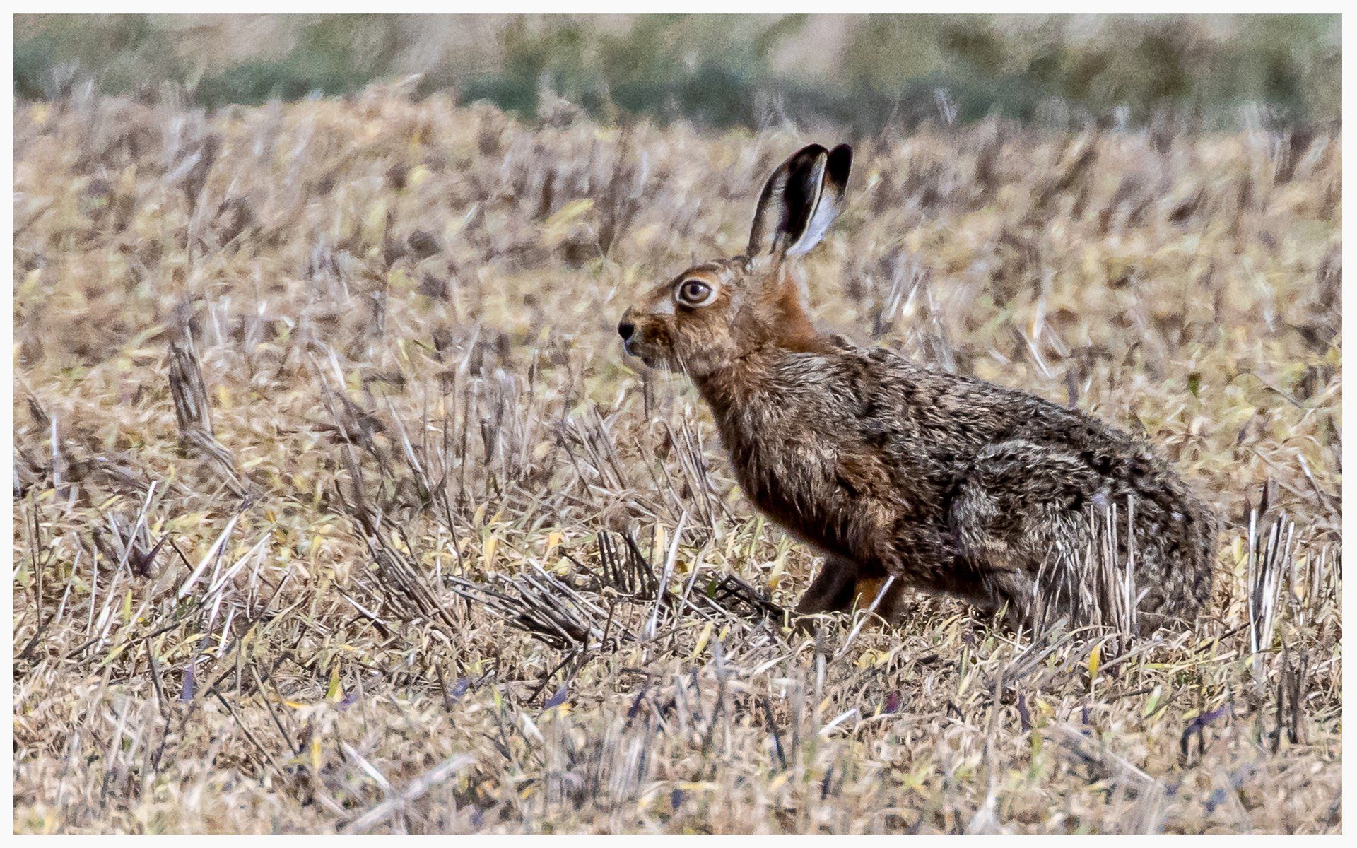 a brown hare in a field