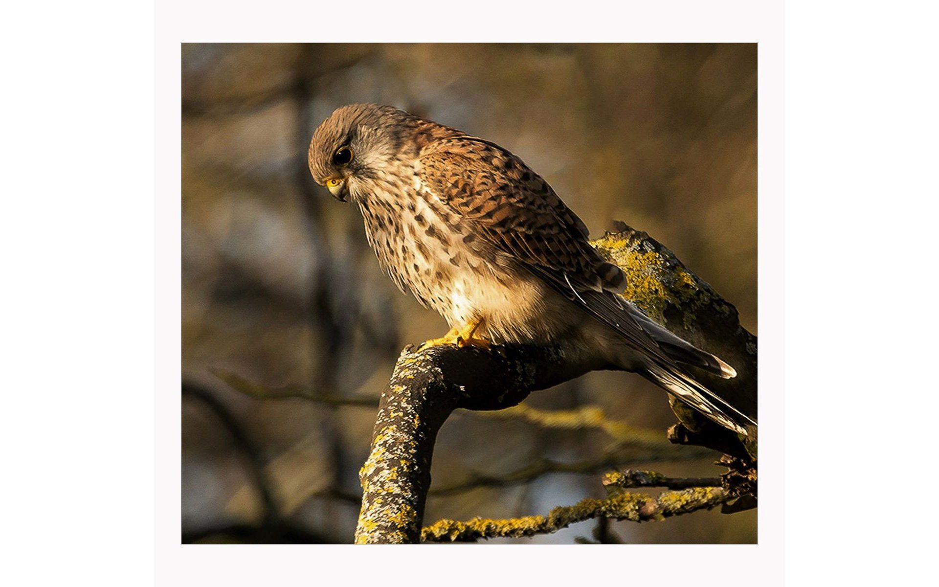 a  kestrel bird sitting on a branch