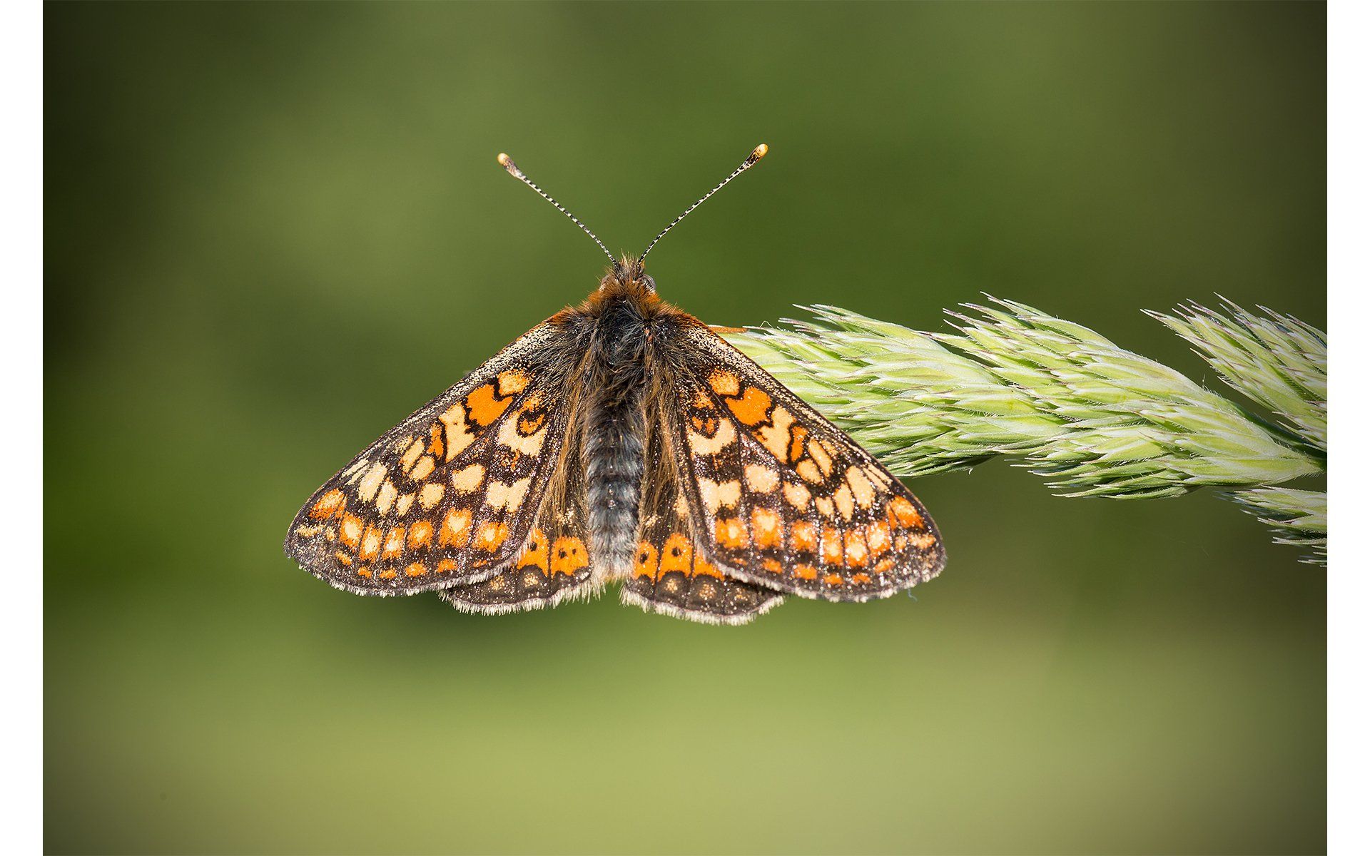 a marsh fritillary butterfly