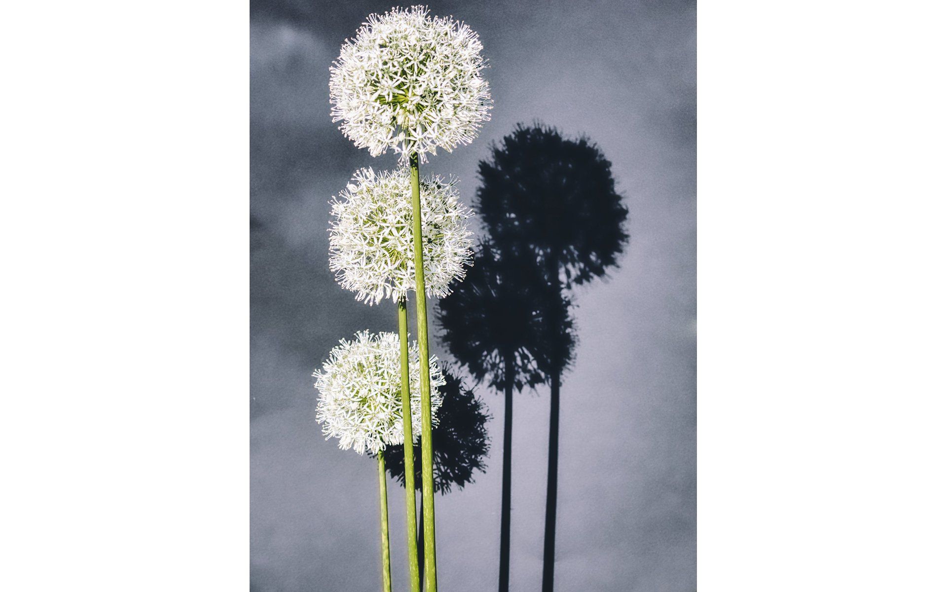 allium flowers and shadows