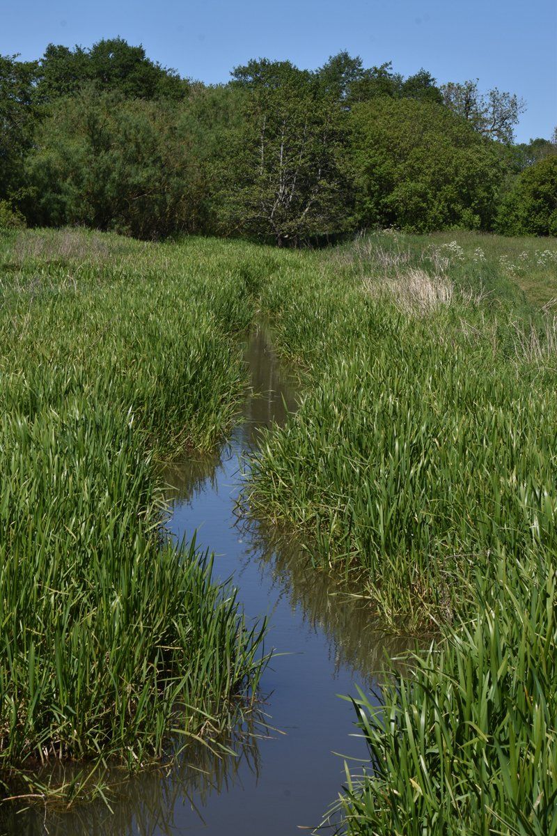a stream in a field