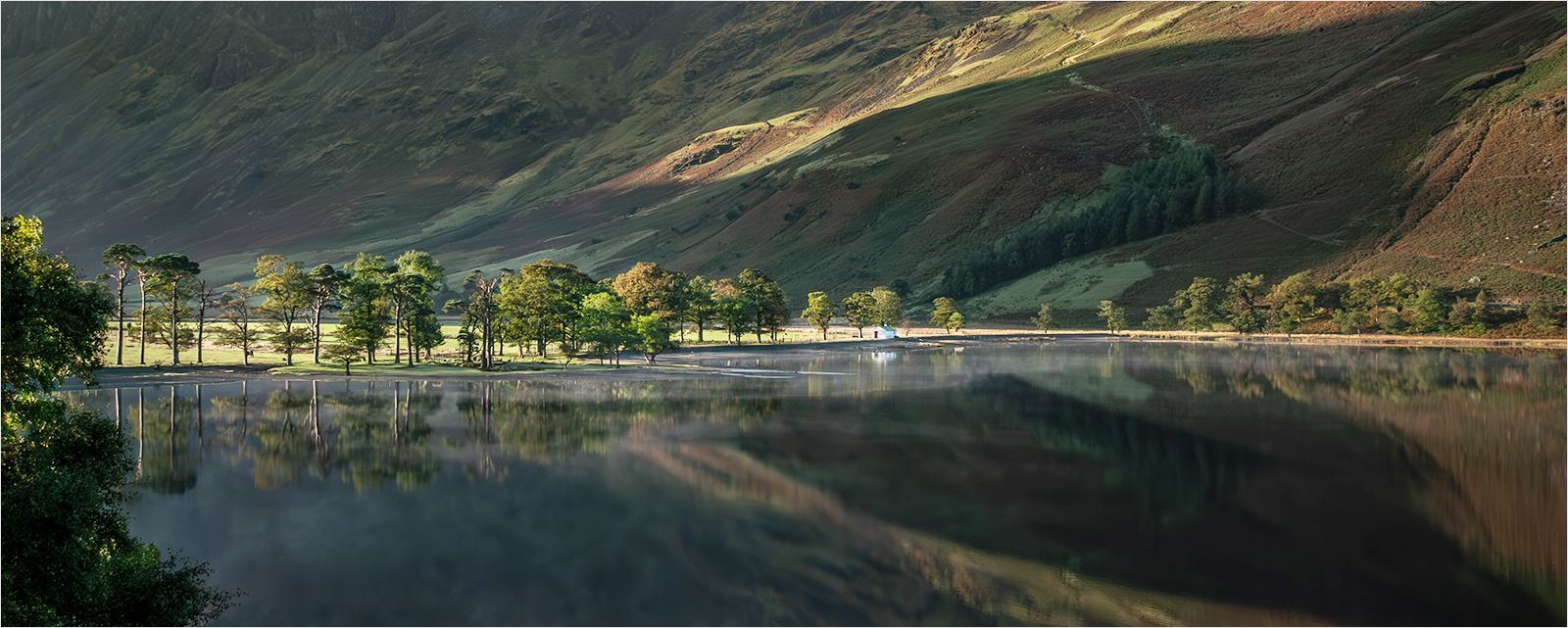 Buttermere Trees, Morning
