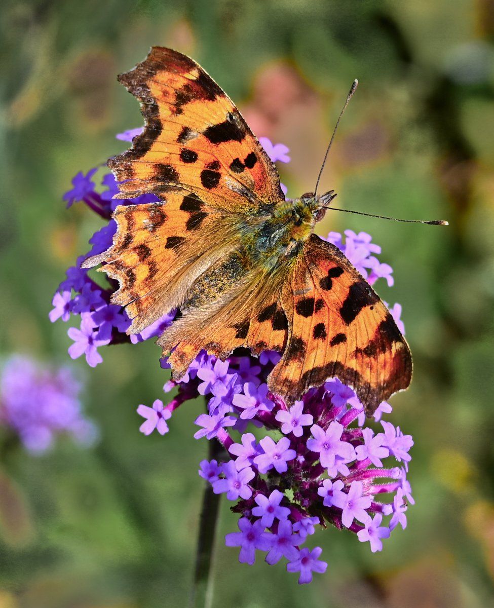 a butterfly on a flower