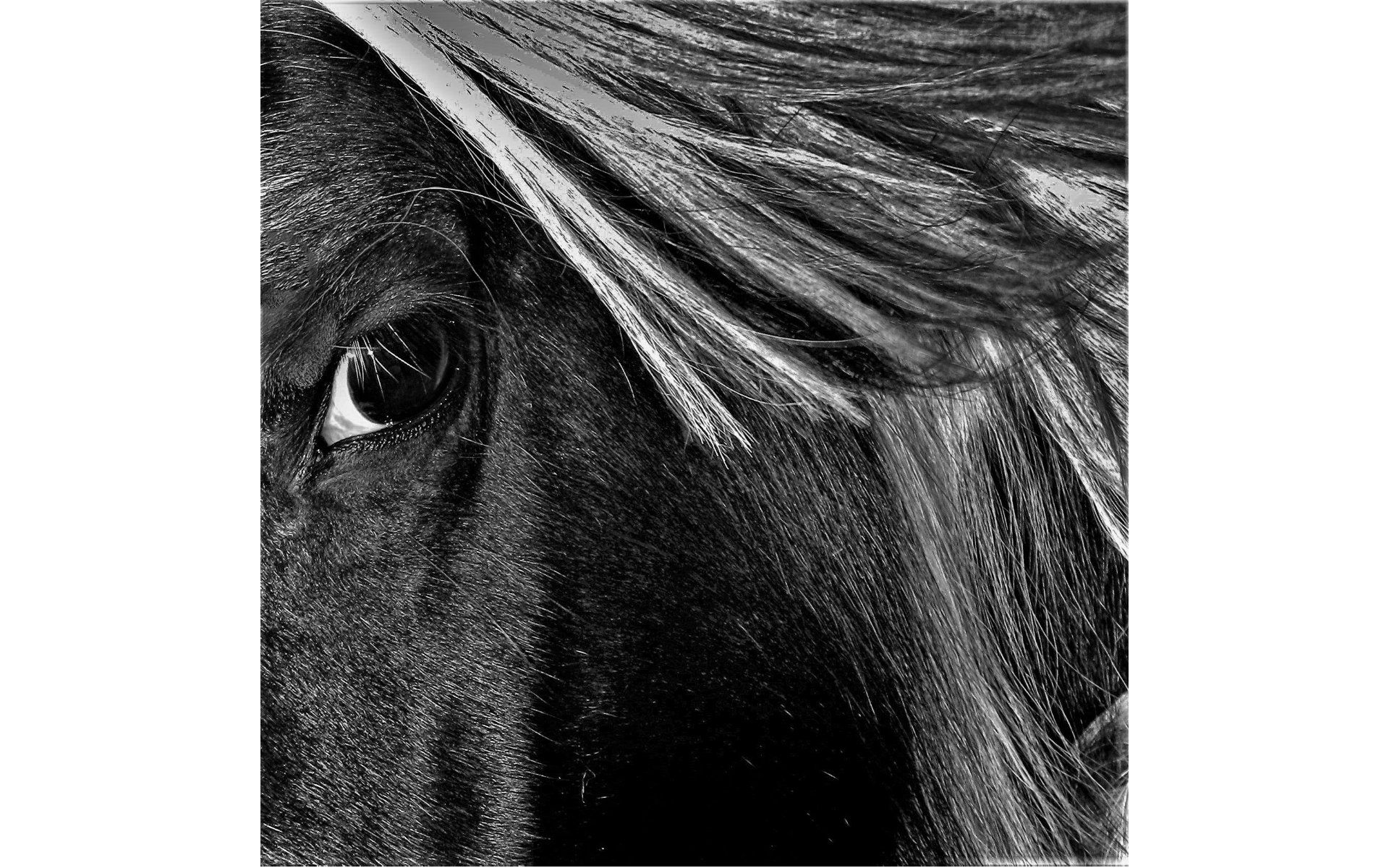 a horses head in monochrome