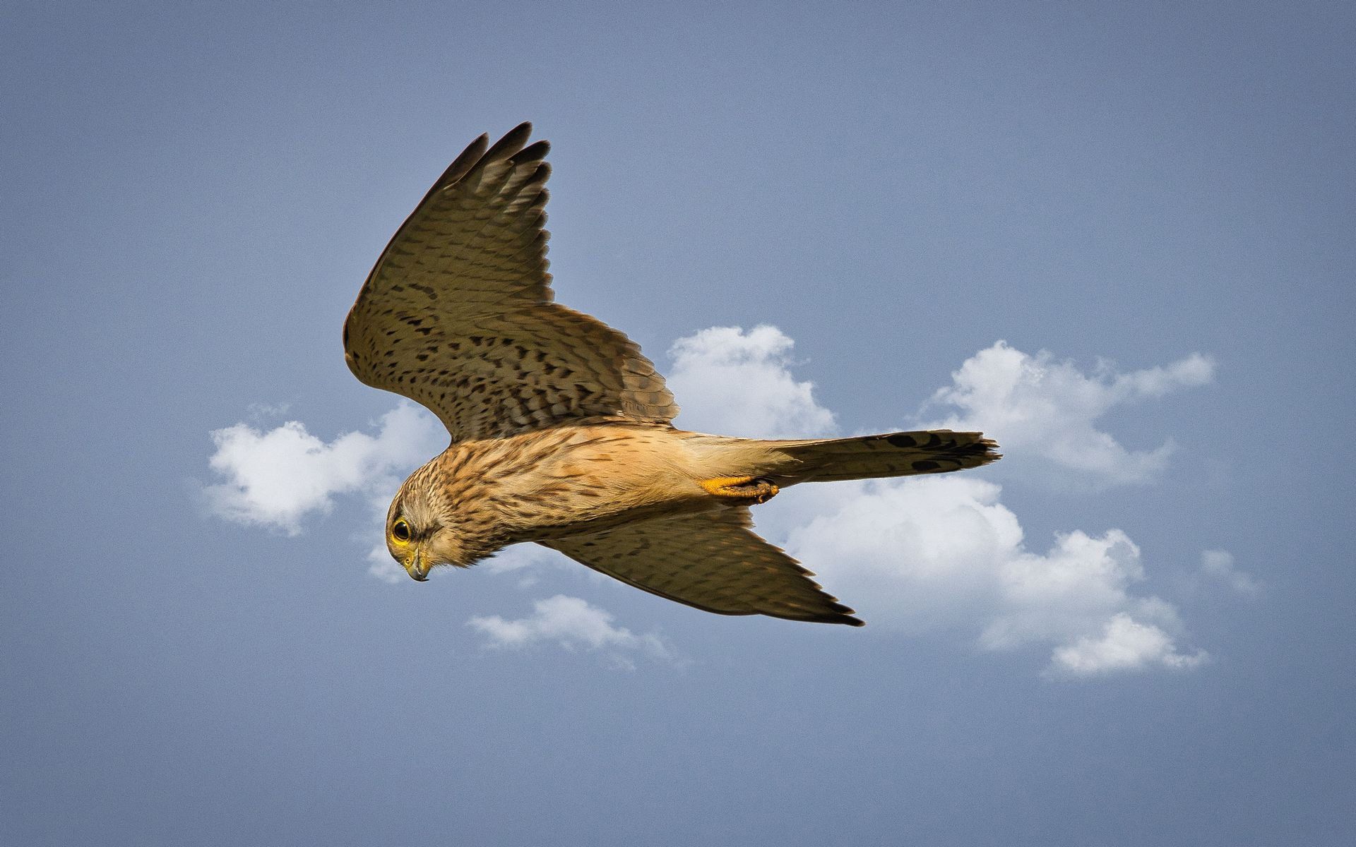 A Kestrel hunting in flight
