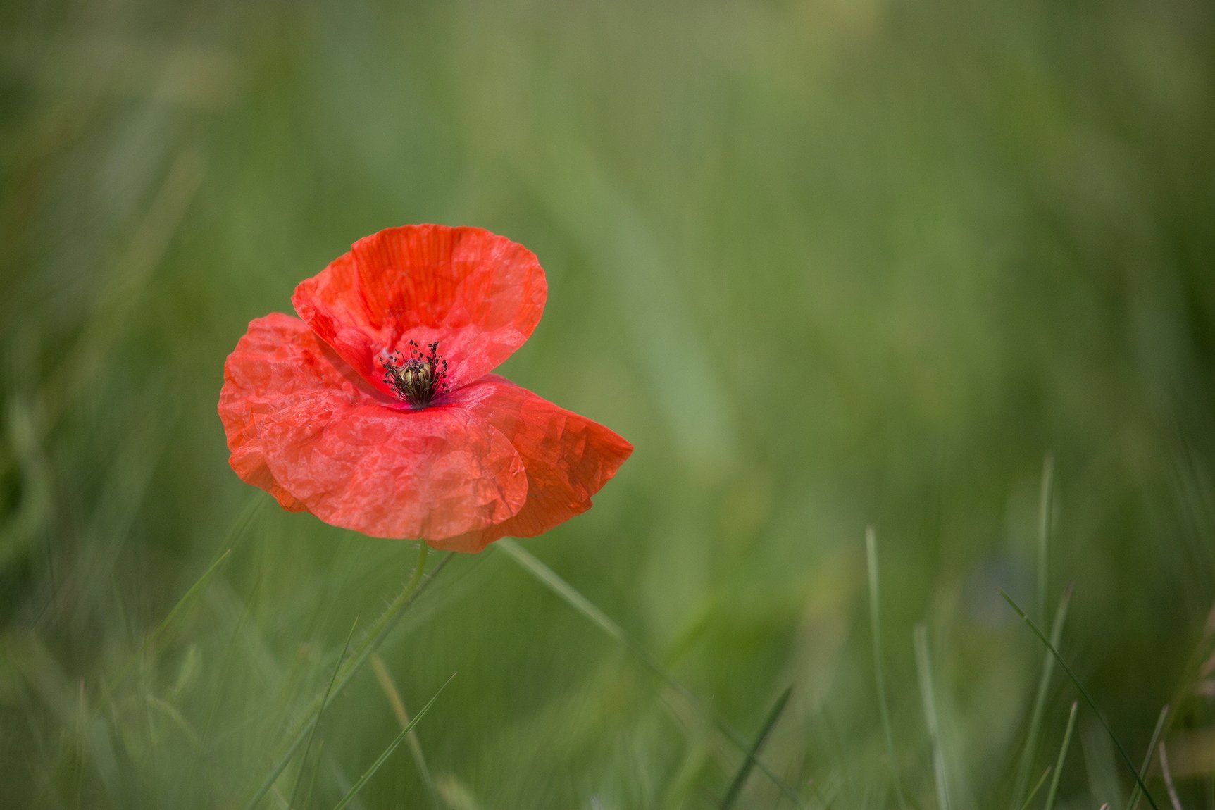 a bright red solo poppy in a green field