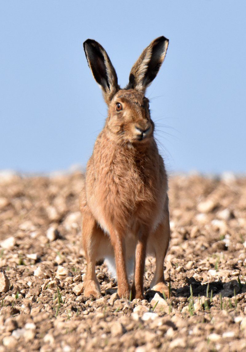 a brown hare in a field