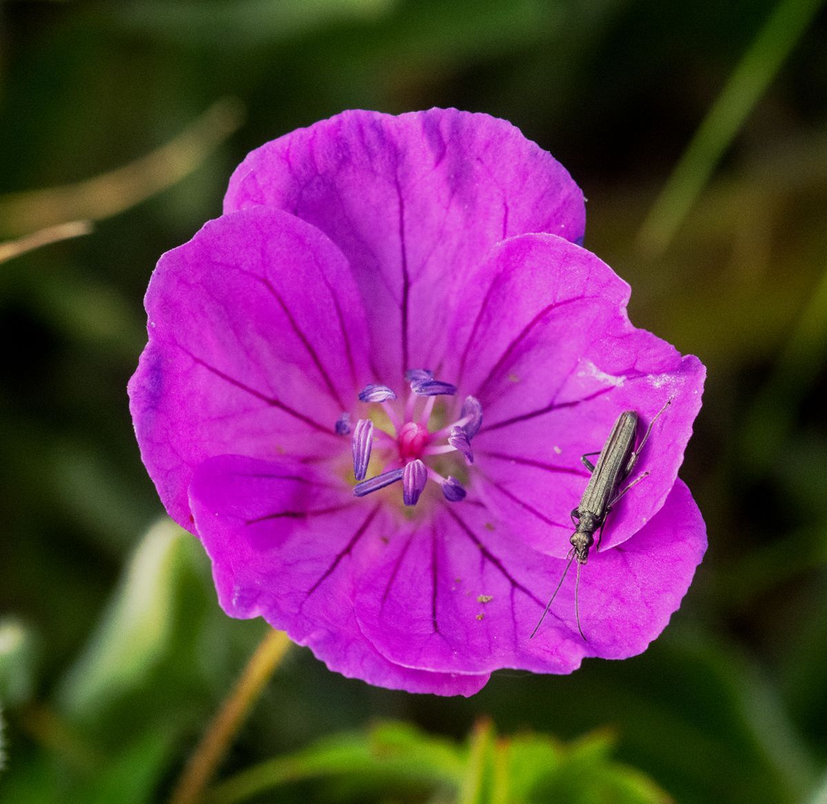 an insect on a flower