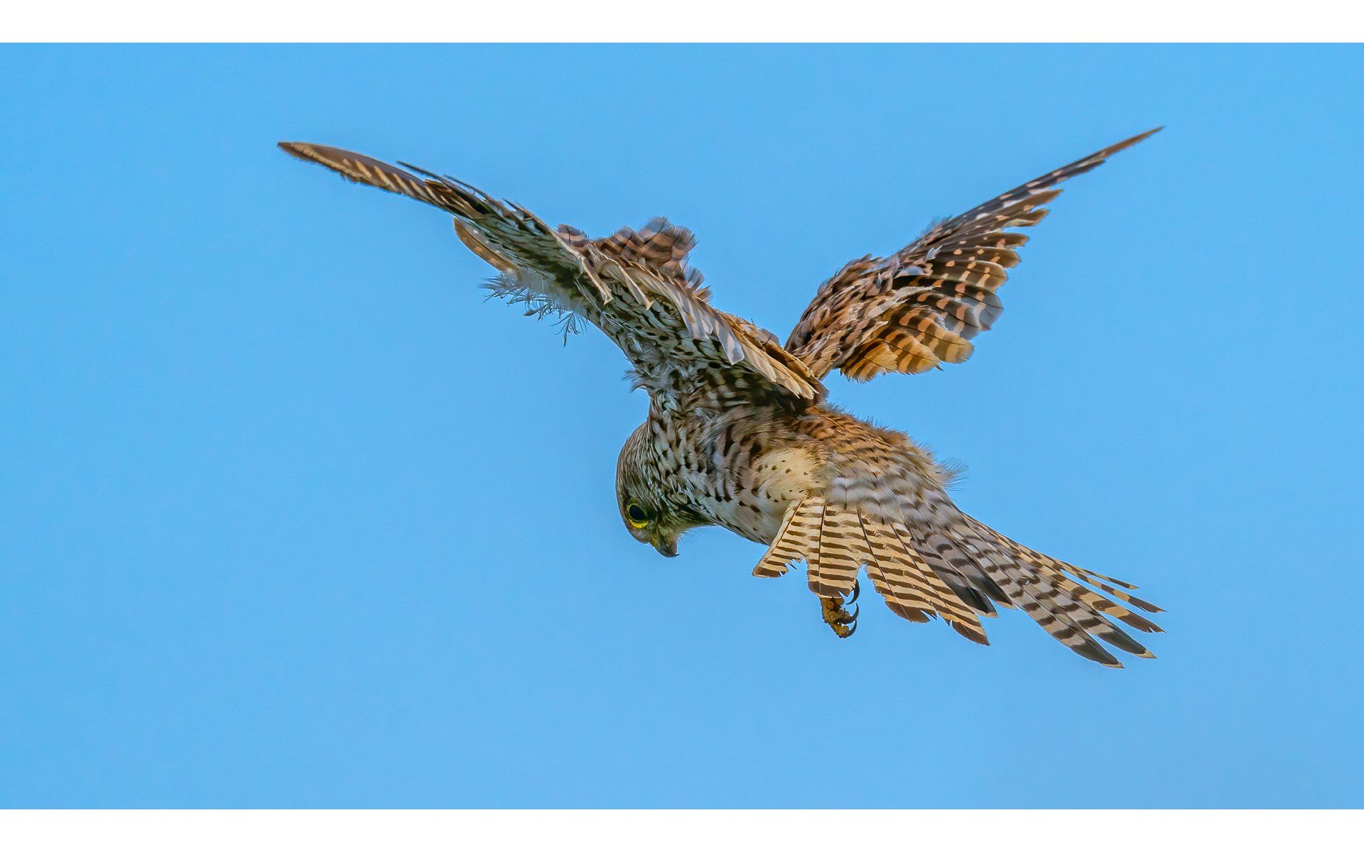 a kestrel in flight over bempton