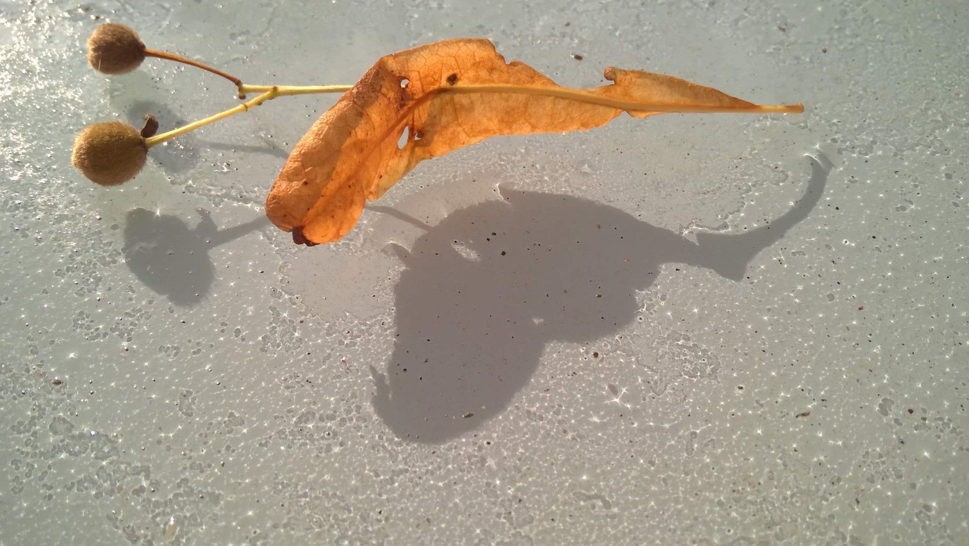 an autumn leaf on a white glass garden table