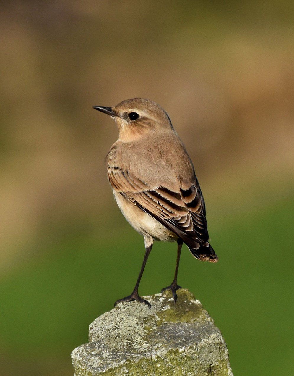 a whinchat bird on a rock