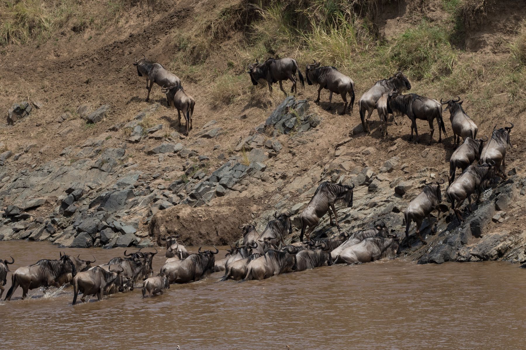 Blue Wildebeast Migration