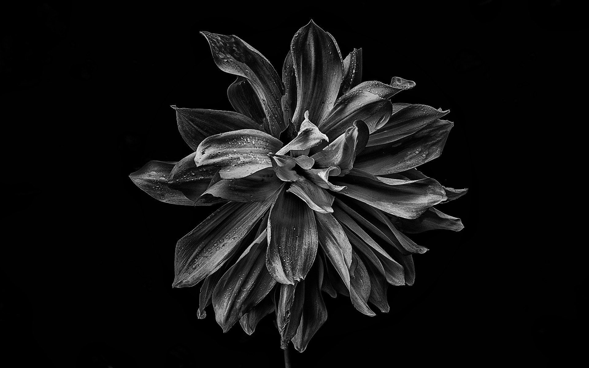 a monochrome image of a dahlia
