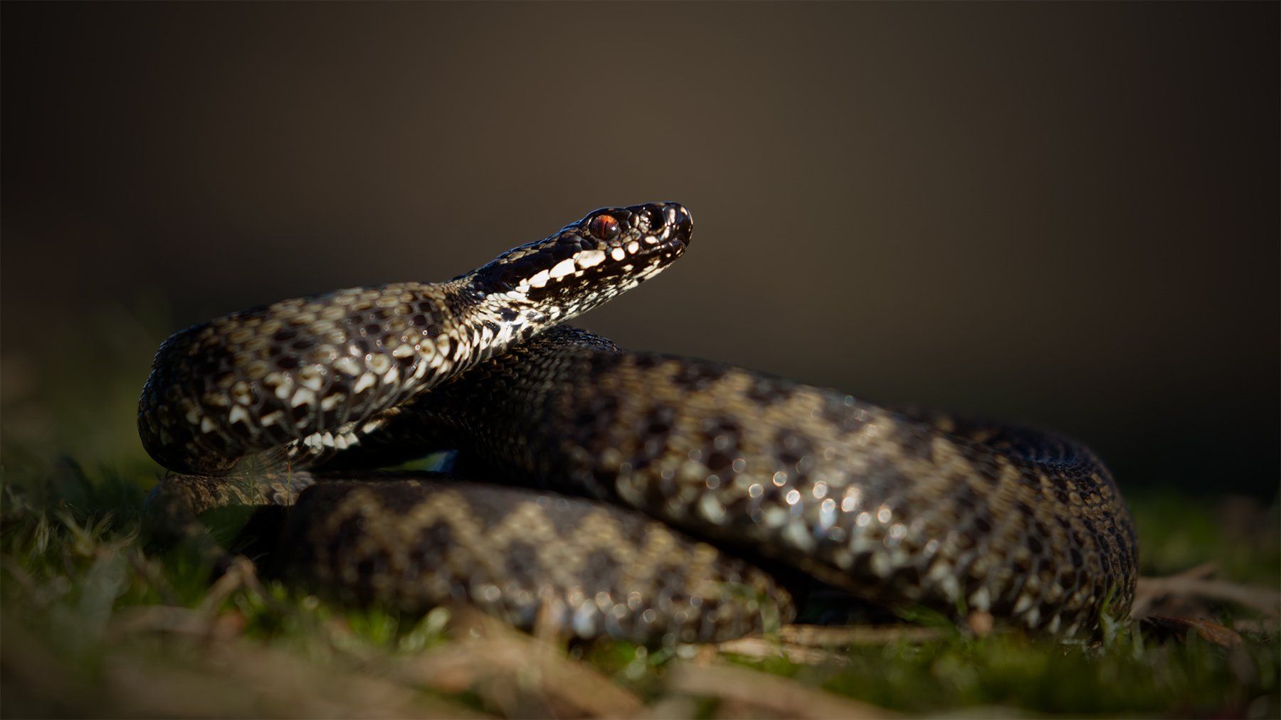 an adder coiled