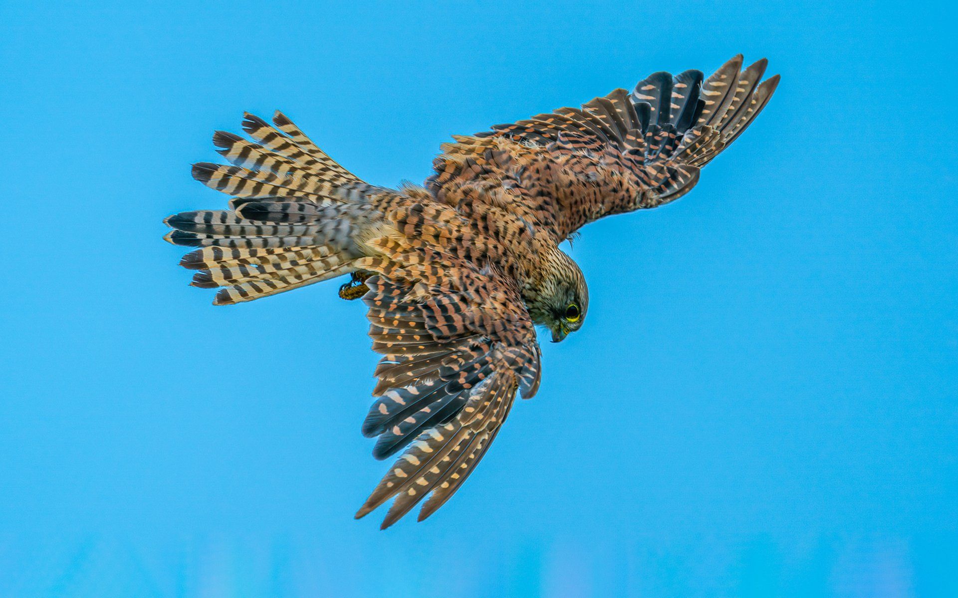 a raptor bird in the hover