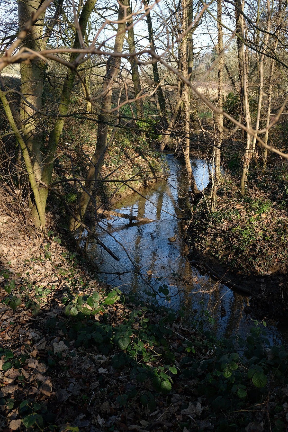 a stream meandering through a wood