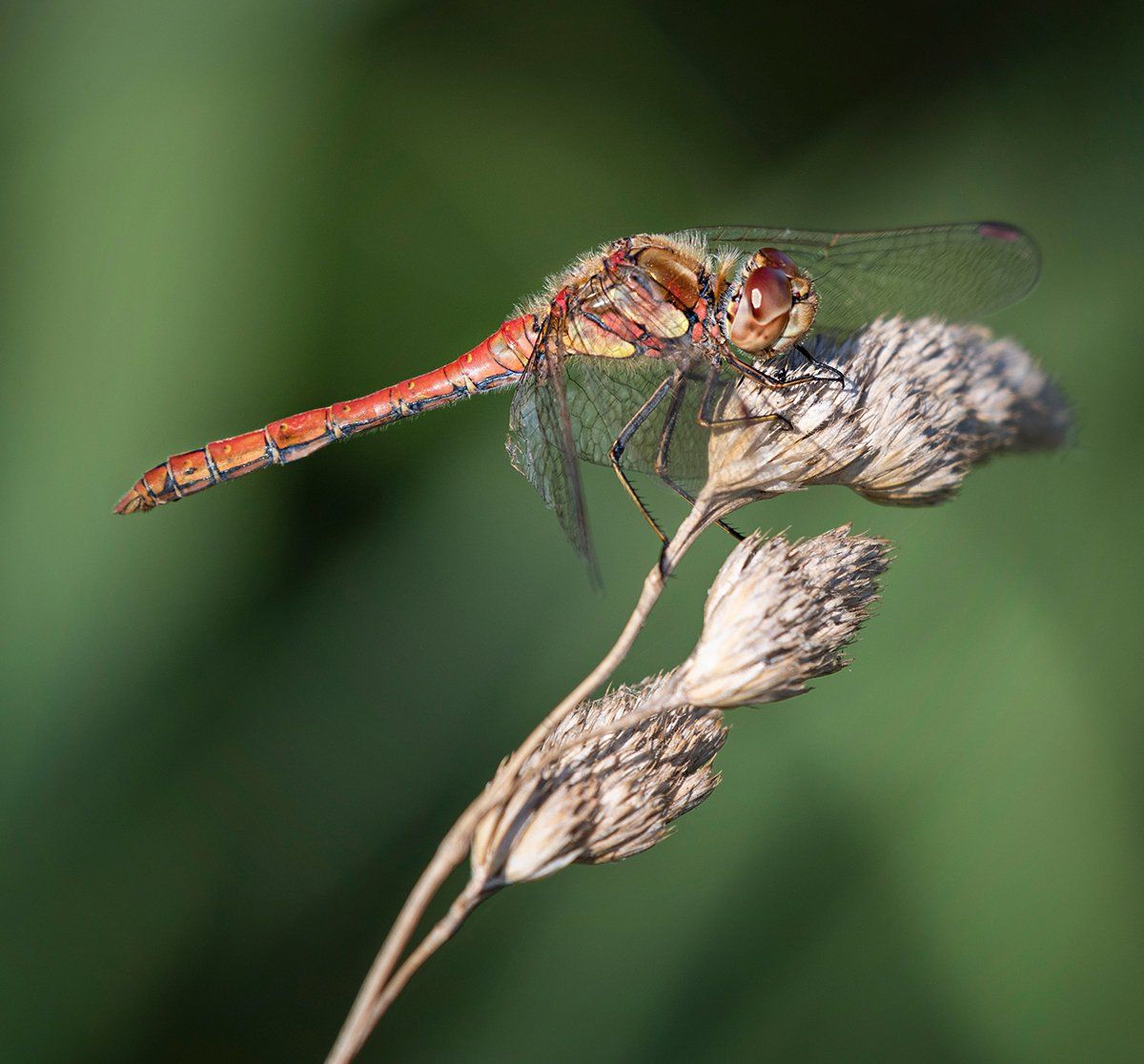 a dragonfly on a stem
