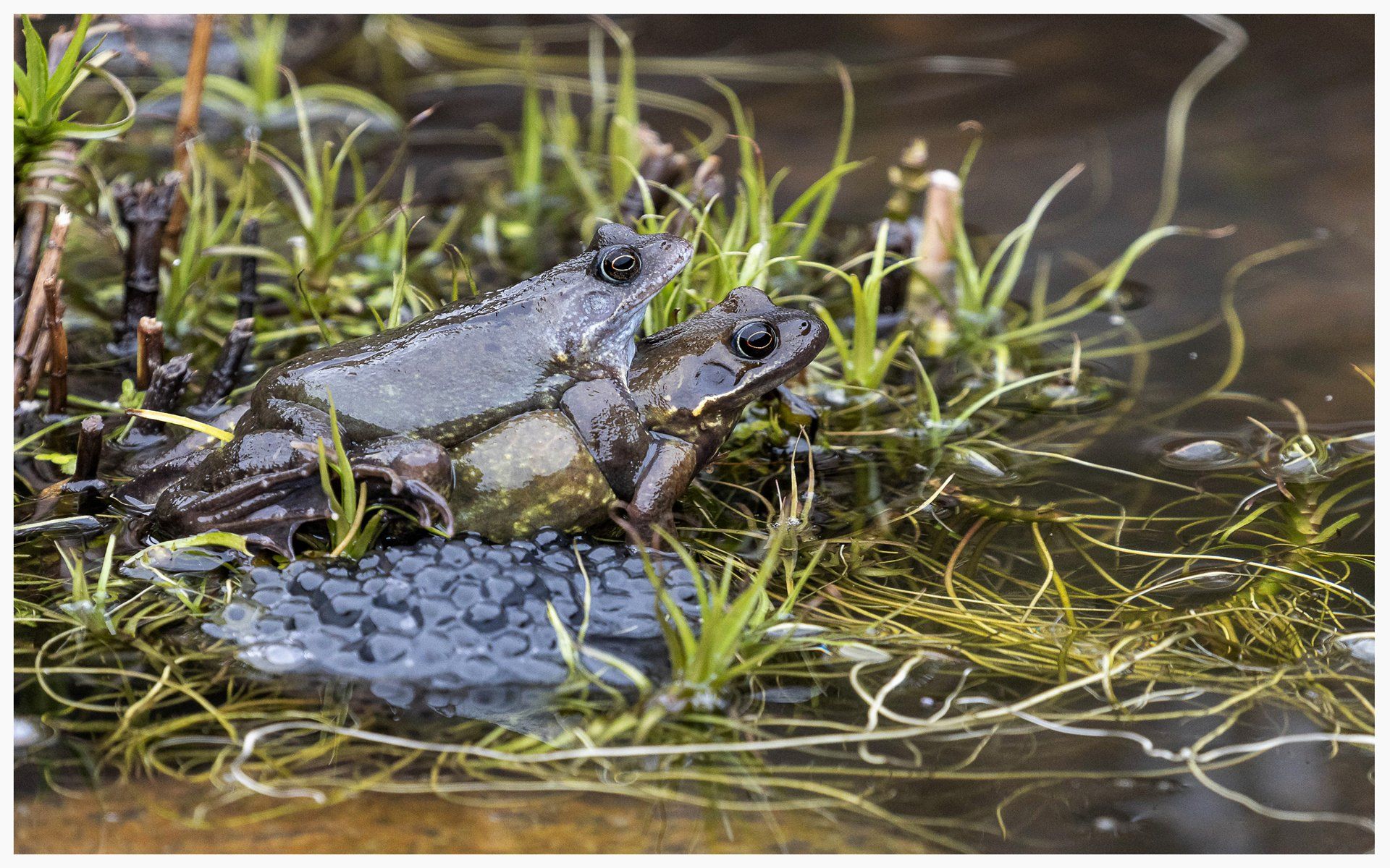 a pair of spawning frogs