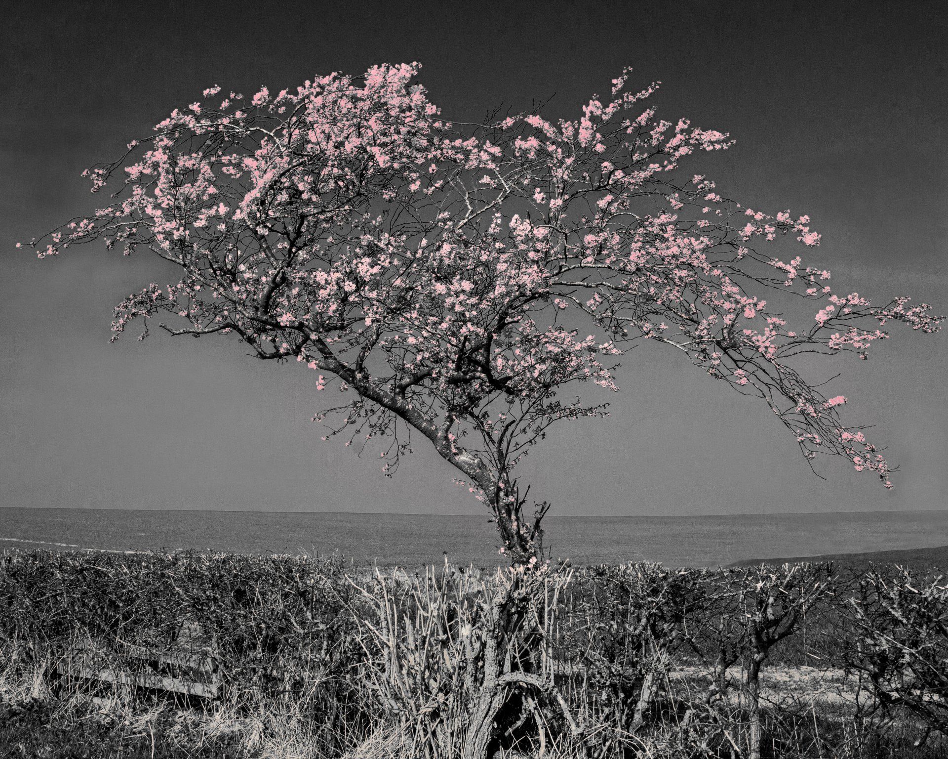 cherry blossom in pink