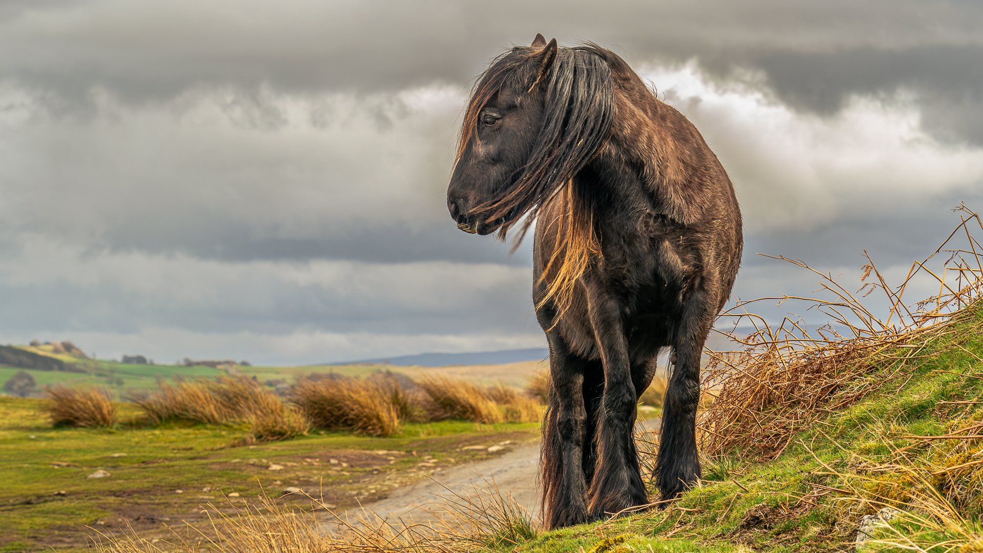 a pony on moorland