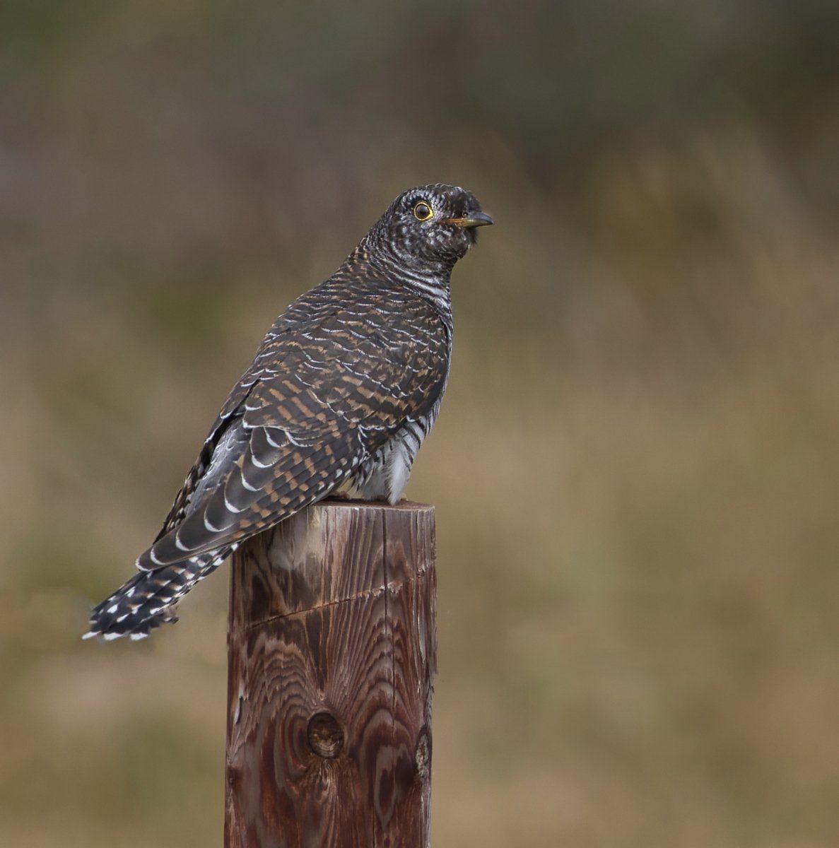 a young cuckoo on a post