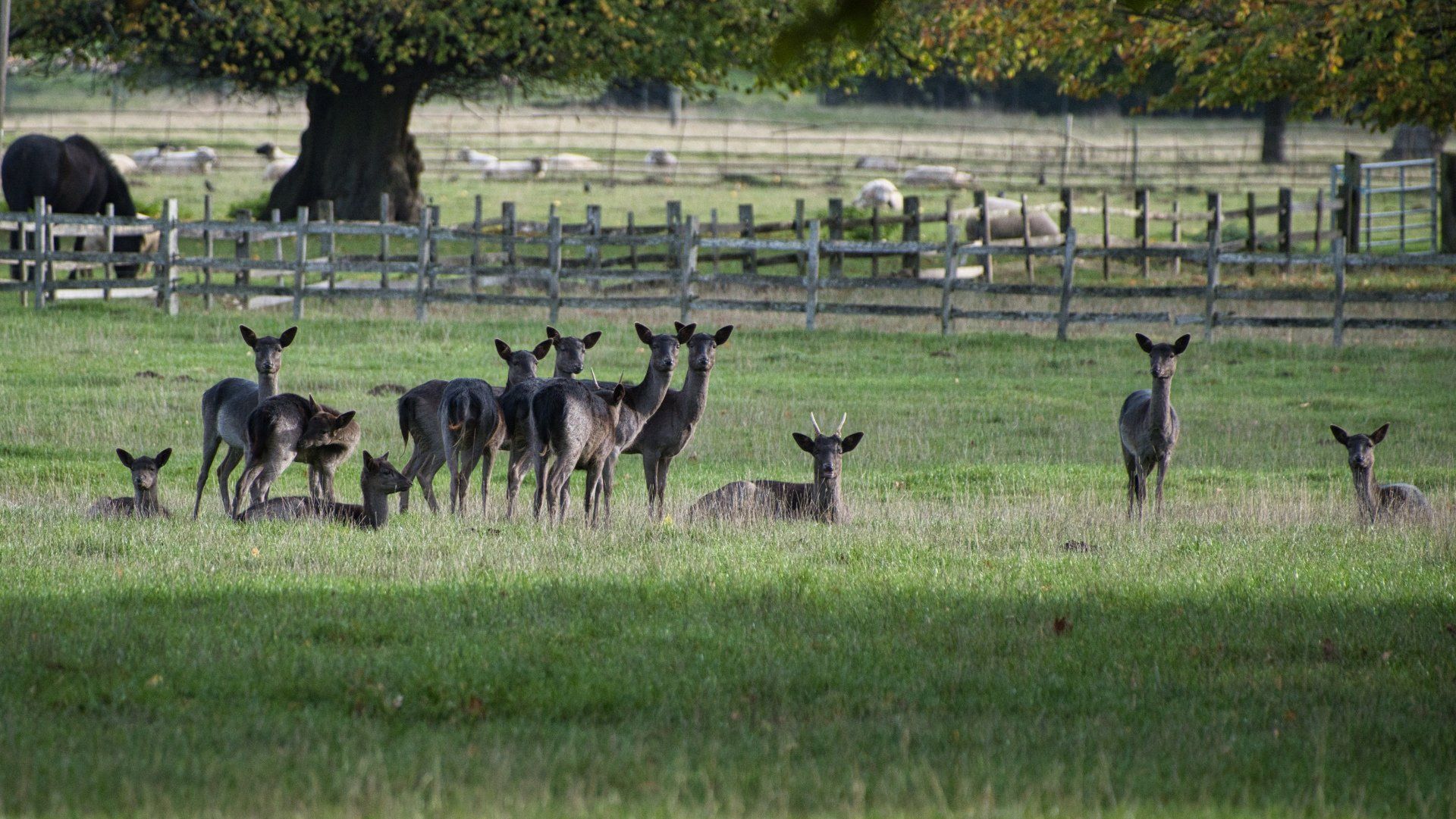 deer on the scrivelsby estate