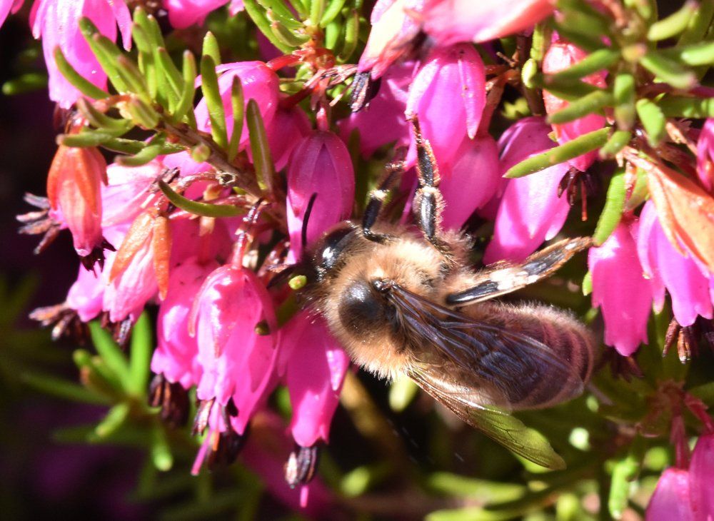 a garden flower with a bee