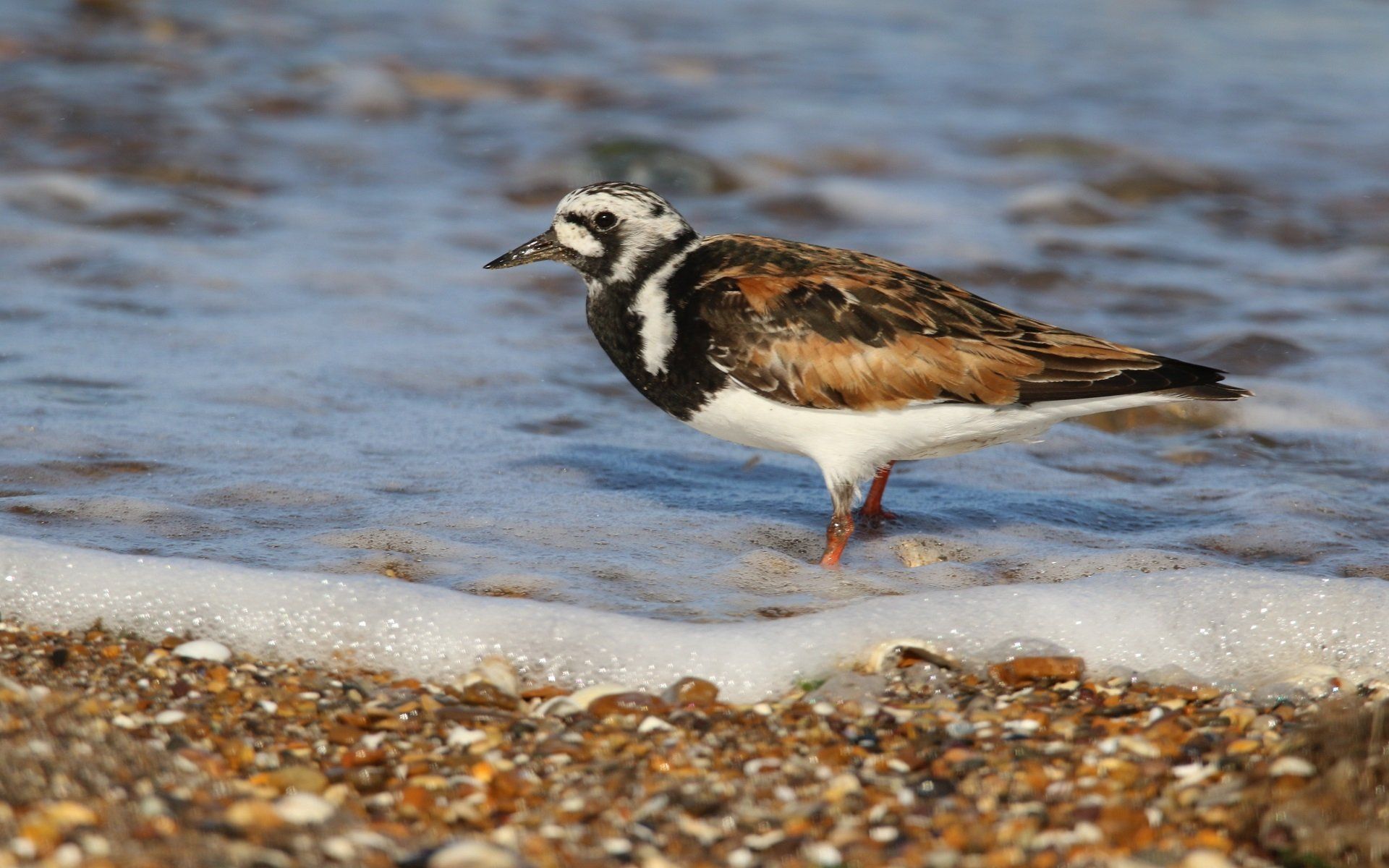 a paddling turnstone bird on the waters edge