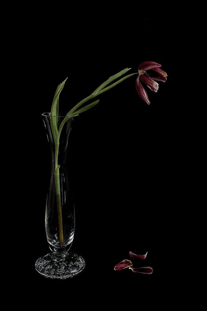 decaying tulip in a vase