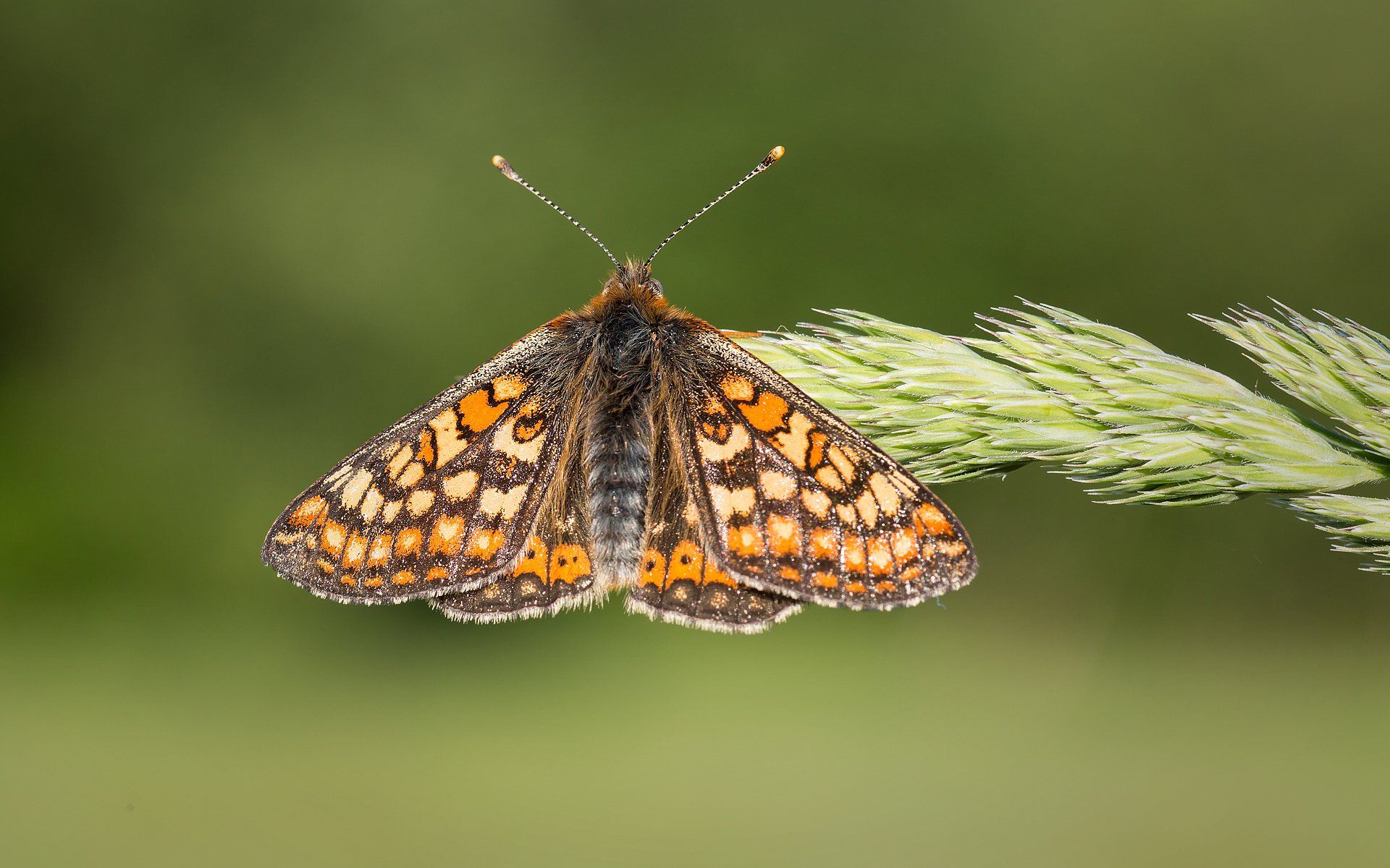 a marsh fritillary butterfly in sunshine