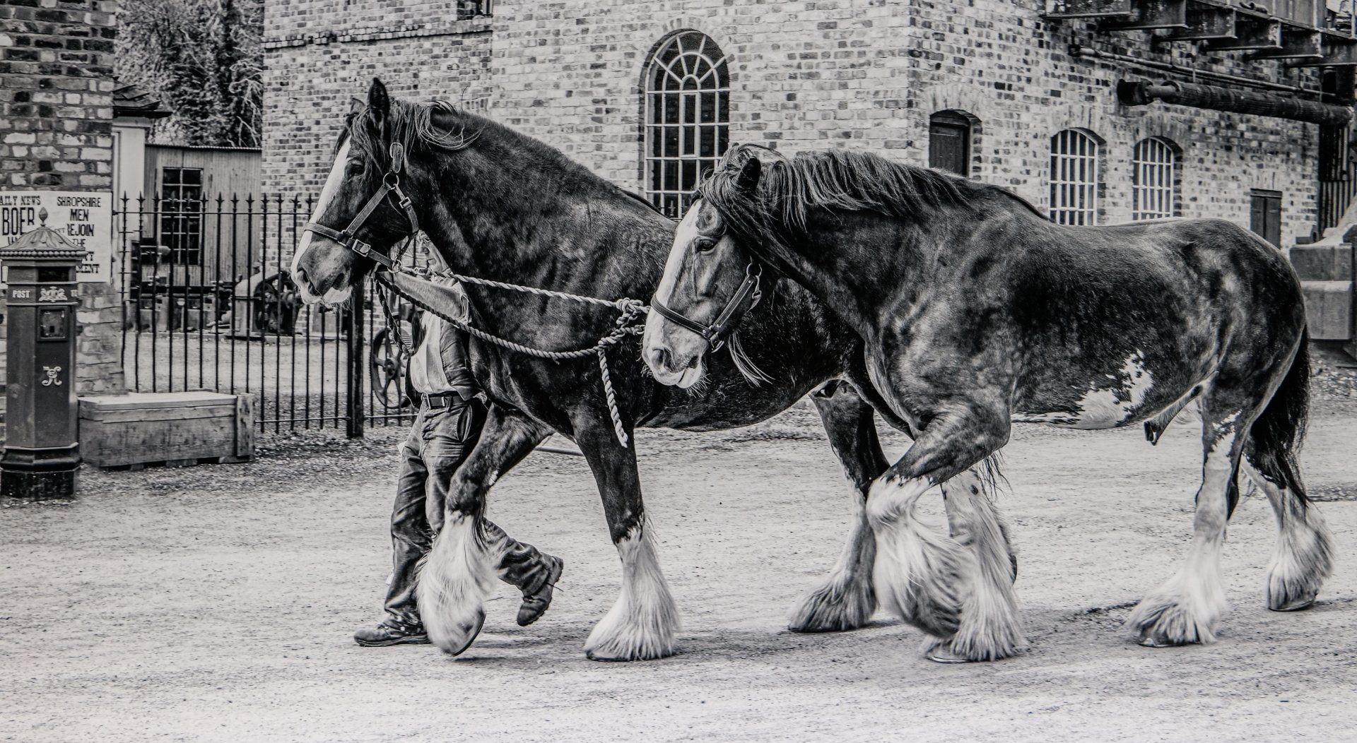 two shire horses being led back to the stable
