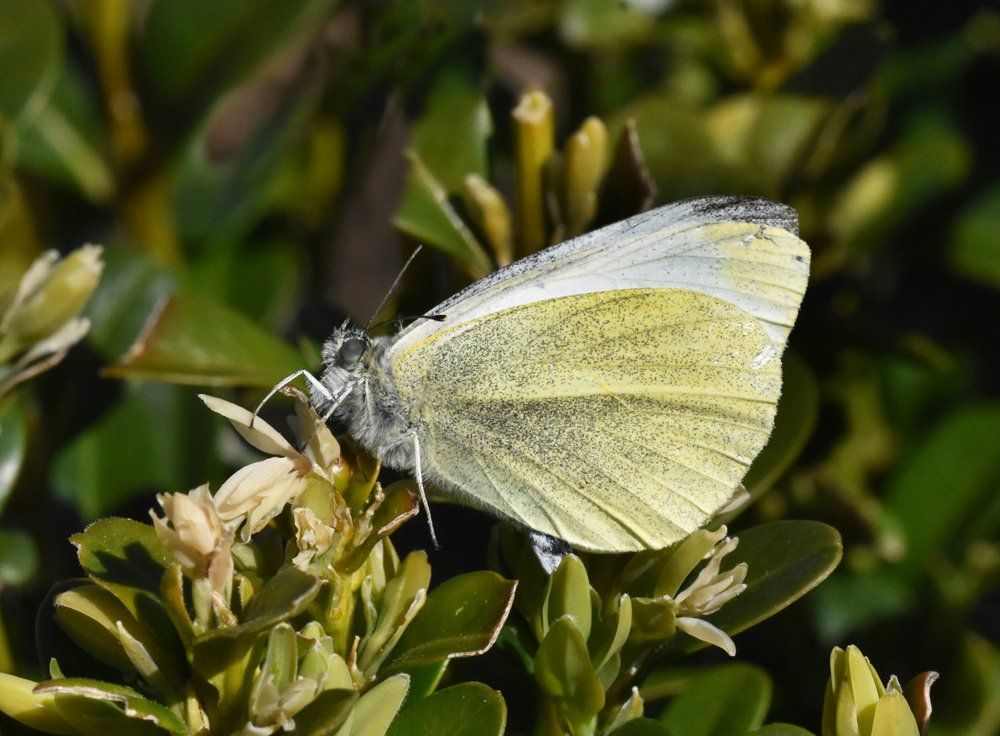 a butterfly on a garden plant