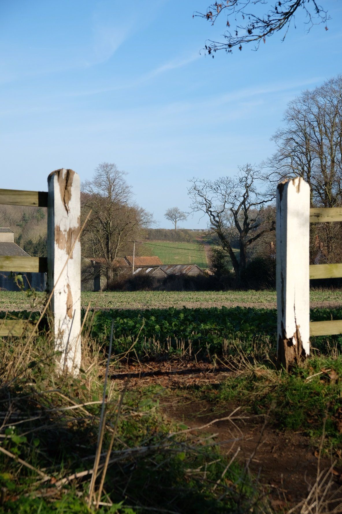 a lone tree across a field