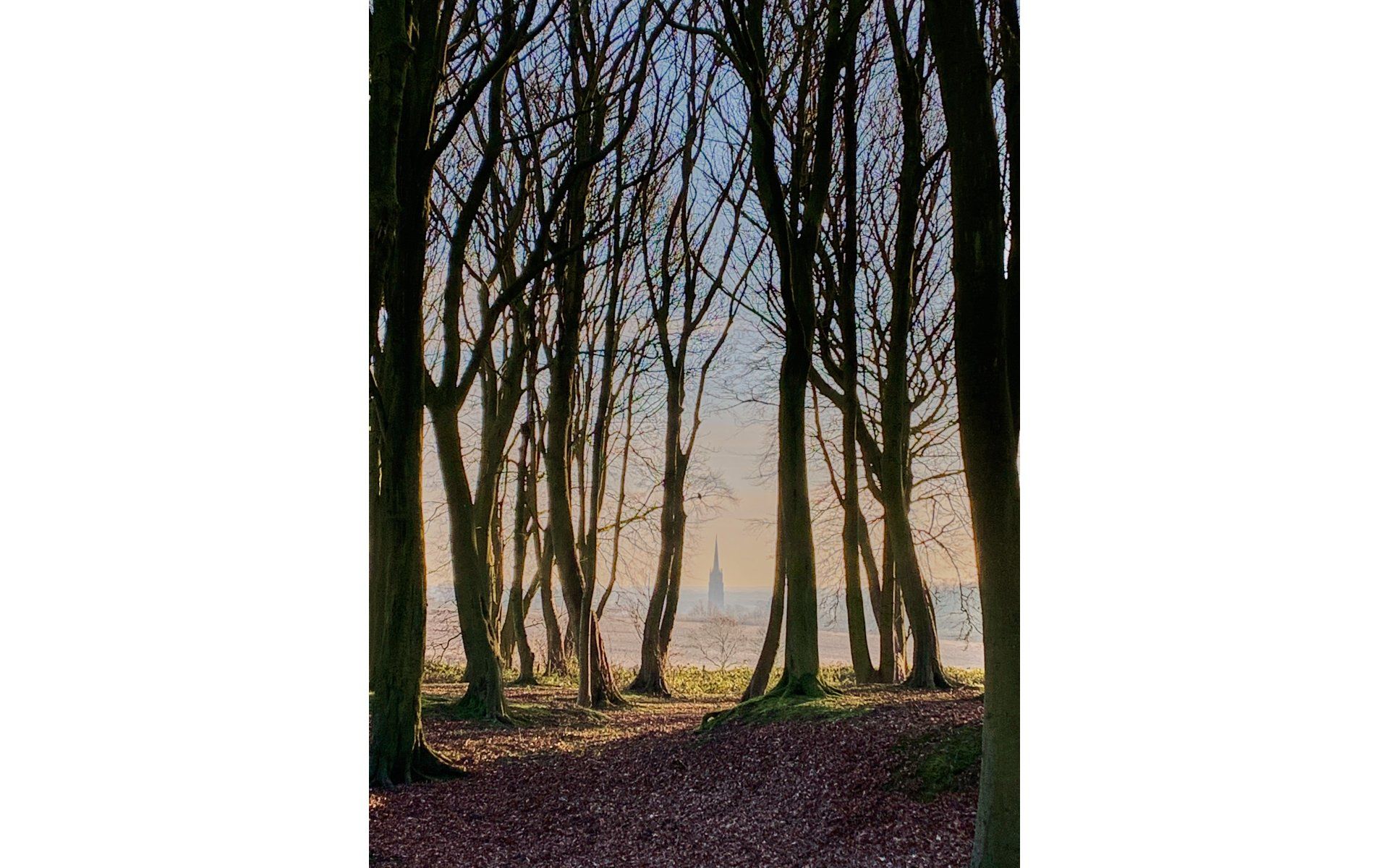 a view of louth through the trees