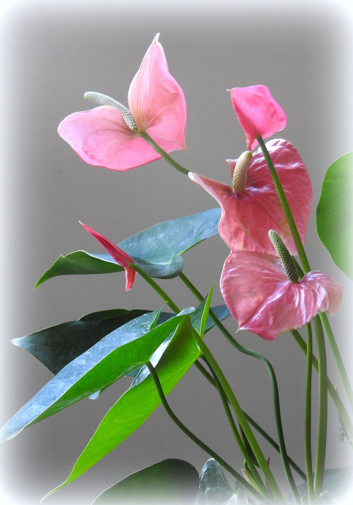 a red anthurium laceleaf plant