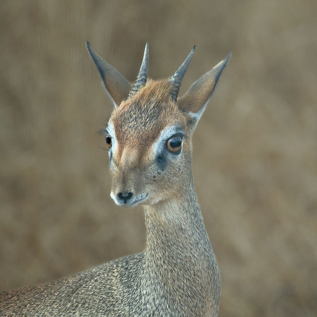 Kirk's Dik Dik at Tsavo West